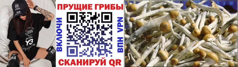 где купить   Калач  Псилоцибиновые грибы Cubensis 